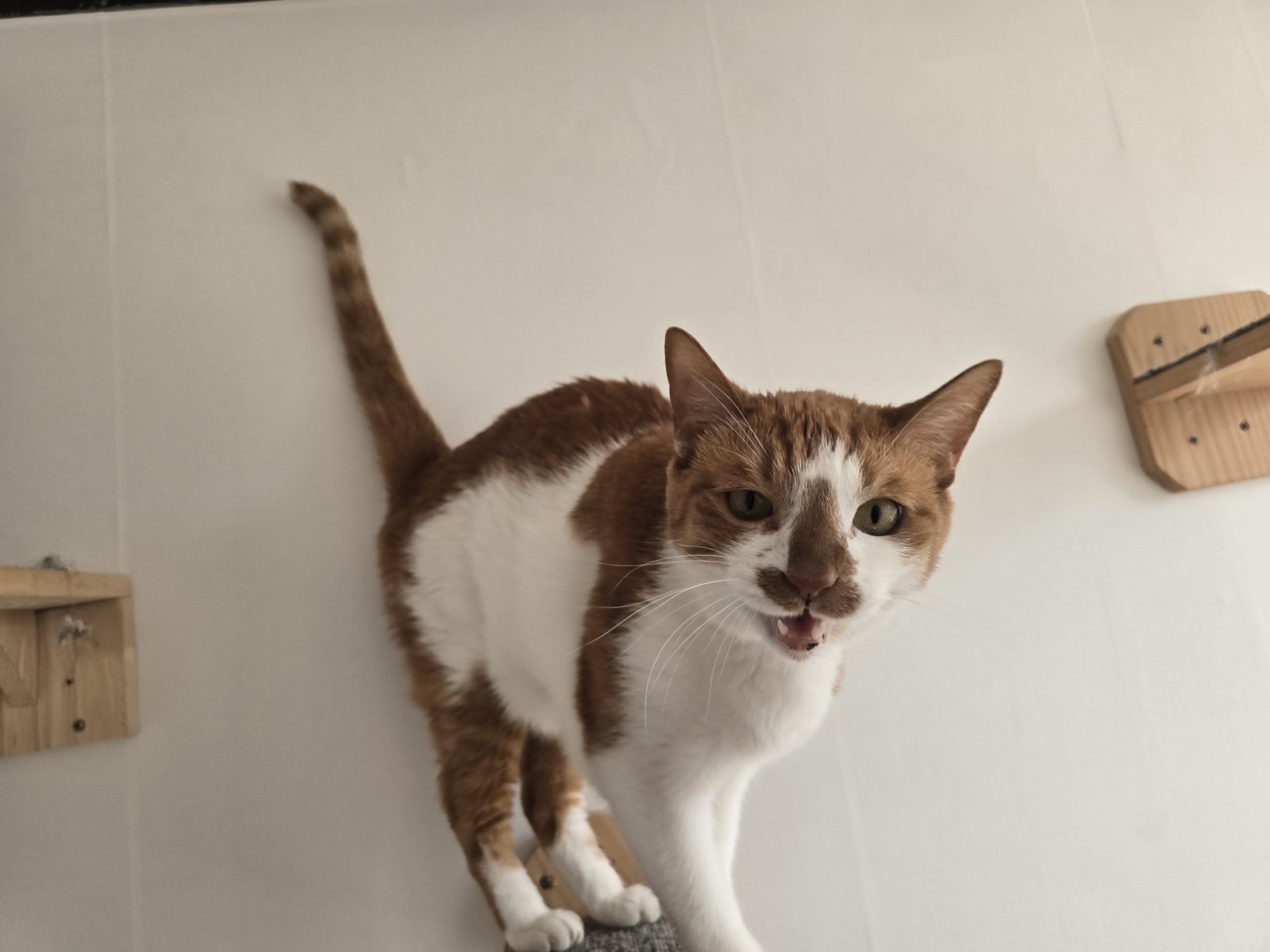 카메라를 보는 고양이